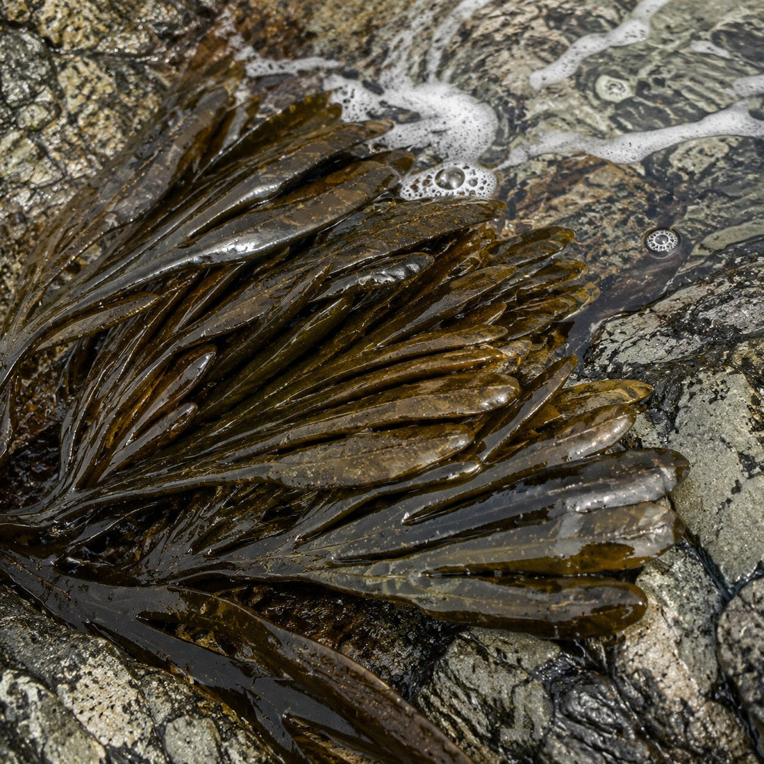 Laminaria digitata: por qué esta alga aparece en el cuidado facial: representación botánica y textura cosmética del activo