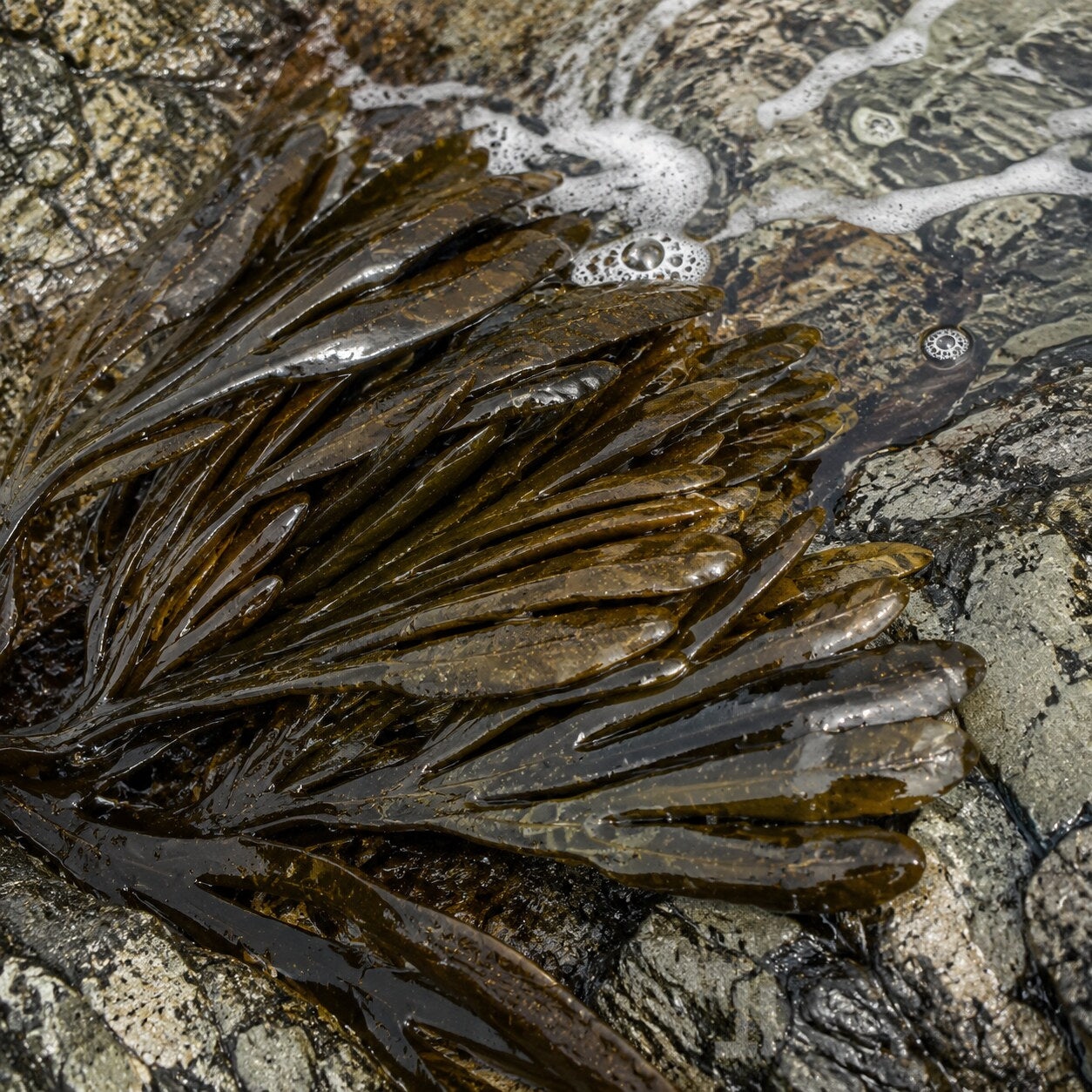 Laminaria digitata: por qué esta alga aparece en el cuidado facial: representación botánica y textura cosmética del activo